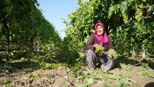 Manisa’daki dolu yağışı üzüm bağlarına zarar verdi
