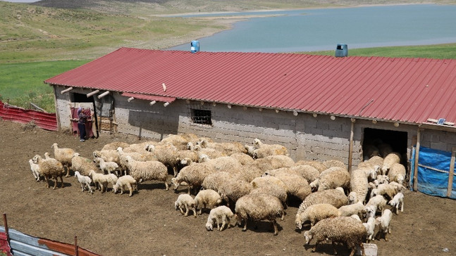 Üniversite mezunu kadın koyun çiftliği kurdu
