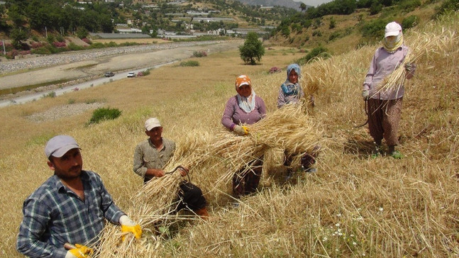 Antalya’da yılın ilk buğday hasadı başladı