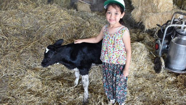 Muğla’da buzağı ölümleri eğitimle önlenecek