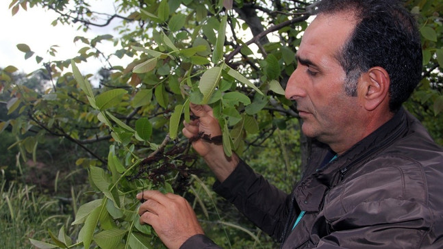 Şebin cevizini don vurdu
