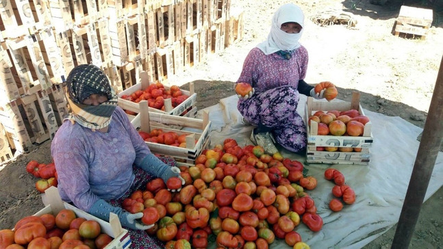 Manisa’da yerli domateste hasat zamanı
