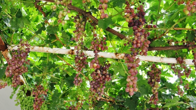 Sarıgöl’de haziran üzümü ilgi gördü
