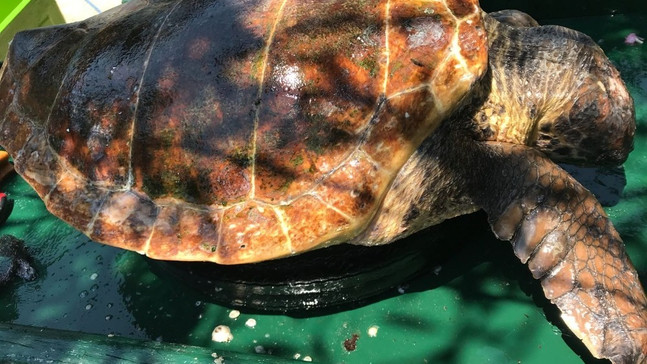 Bodrum’da 1’i ölü 1’i yaralı 2 caretta caretta bulundu