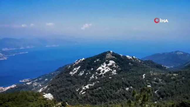 'Ayı Gülleri' açmaya başladı.