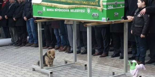(ÖZEL HABER) Vefakar köpek, her gün ölen sahibinin mezarına koşuyor
