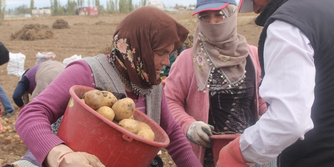 ’Kadın Elinde Yerli Patates’ projesinde hasat yapıldı