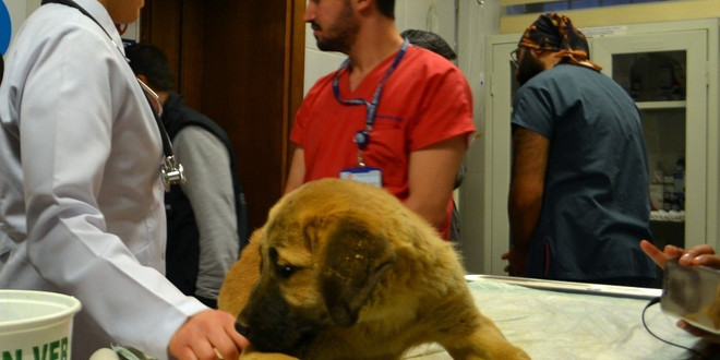 Kurtarılan “Kuyu” isimli köpek tedavi için hayvan hastanesine gönderildi
