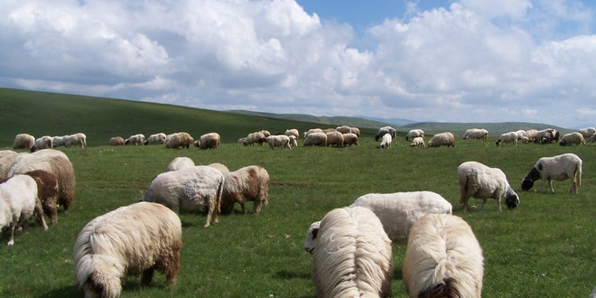 Ordu’da hayvancılık canlandı
