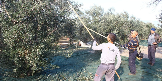 Şehre göç ve miras zeytin üretimini olumsuz etkiliyor
