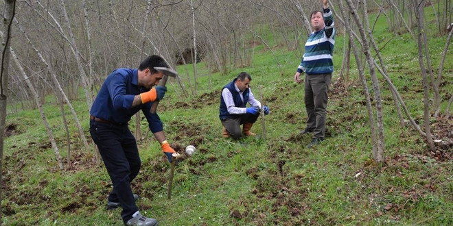 Örnek bahçelerde fındık verimi artıyor
