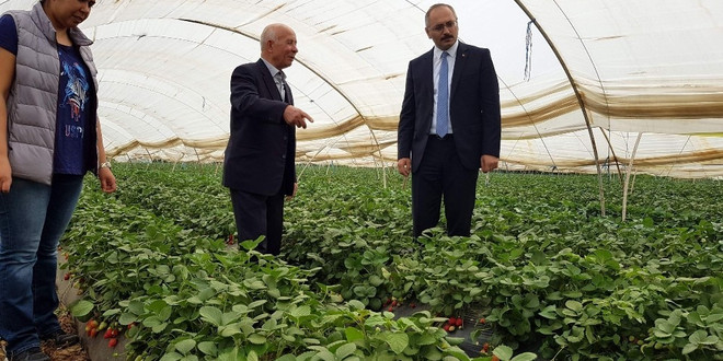 ‘Sultanhisar Çileği’ne coğrafi işaret başvurusu