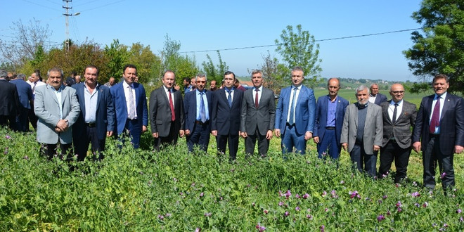 19 Mayıs’ta Yem Bezelyesi Tarla Günü
