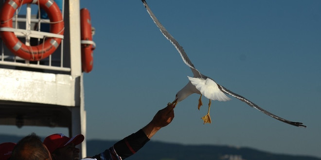 Çanakkale’nin insan dostu martıları
