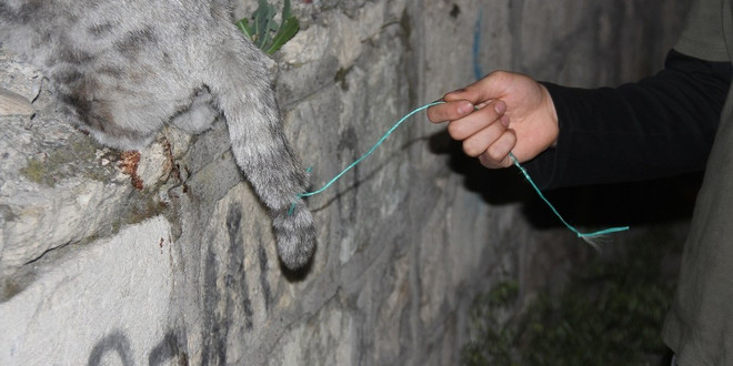 Demir parmaklığa sıkışan hamile kedi telef oldu
