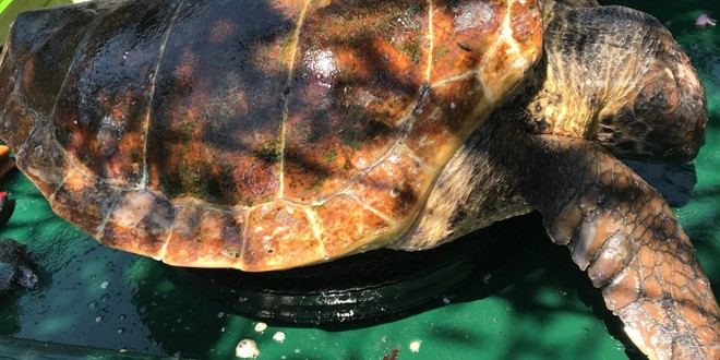 Bodrum’da 1’i ölü 1’i yaralı 2 caretta caretta bulundu