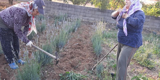 Milas’ta lavantalar hasat ediliyor