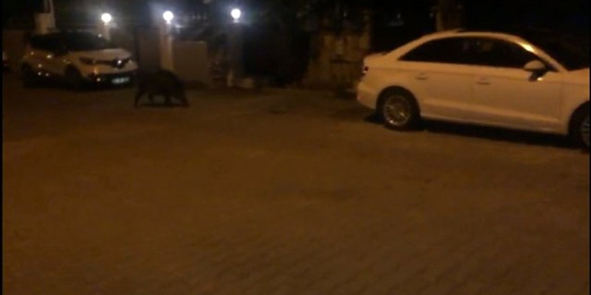 Hıdrellez kutlamalarının davetsiz misafiri olan domuz korkuttu