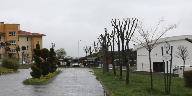 Muğla’da Ağaçlara Gençlik Aşısı: Hem Doğa Hem Güvenlik İçin Budama